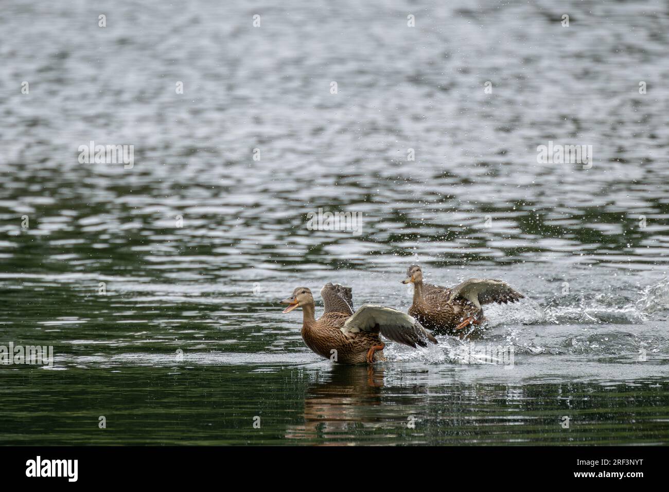 anas platyrhynchos, eine wilde Ente, die mit Wasserspritzern auf einem See abhebt. Stockfoto