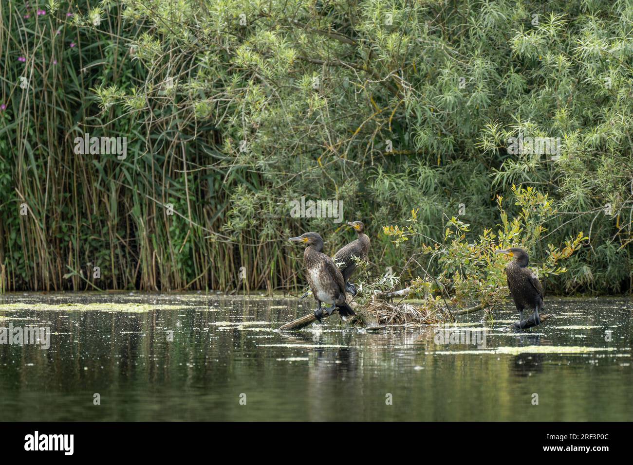 Drei Kormorane, Phalacrocorax carbo Seevögel, hoch oben auf einem Baum in einem See. Stockfoto