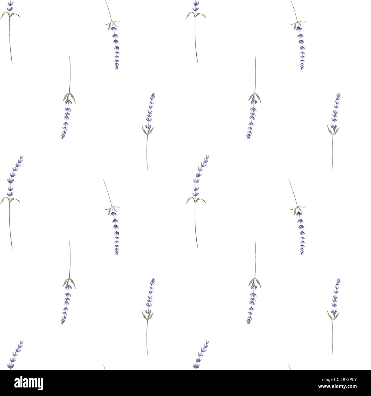 Lavendel-Aquarell nahtloses Muster auf weißem isoliertem Hintergrund. Handgezeichnete Illustration mit Lavandelblumen der Provence. Botanischer Hintergrund mit wilden Kräutern zum Einwickeln von Papier oder Textil. Stockfoto