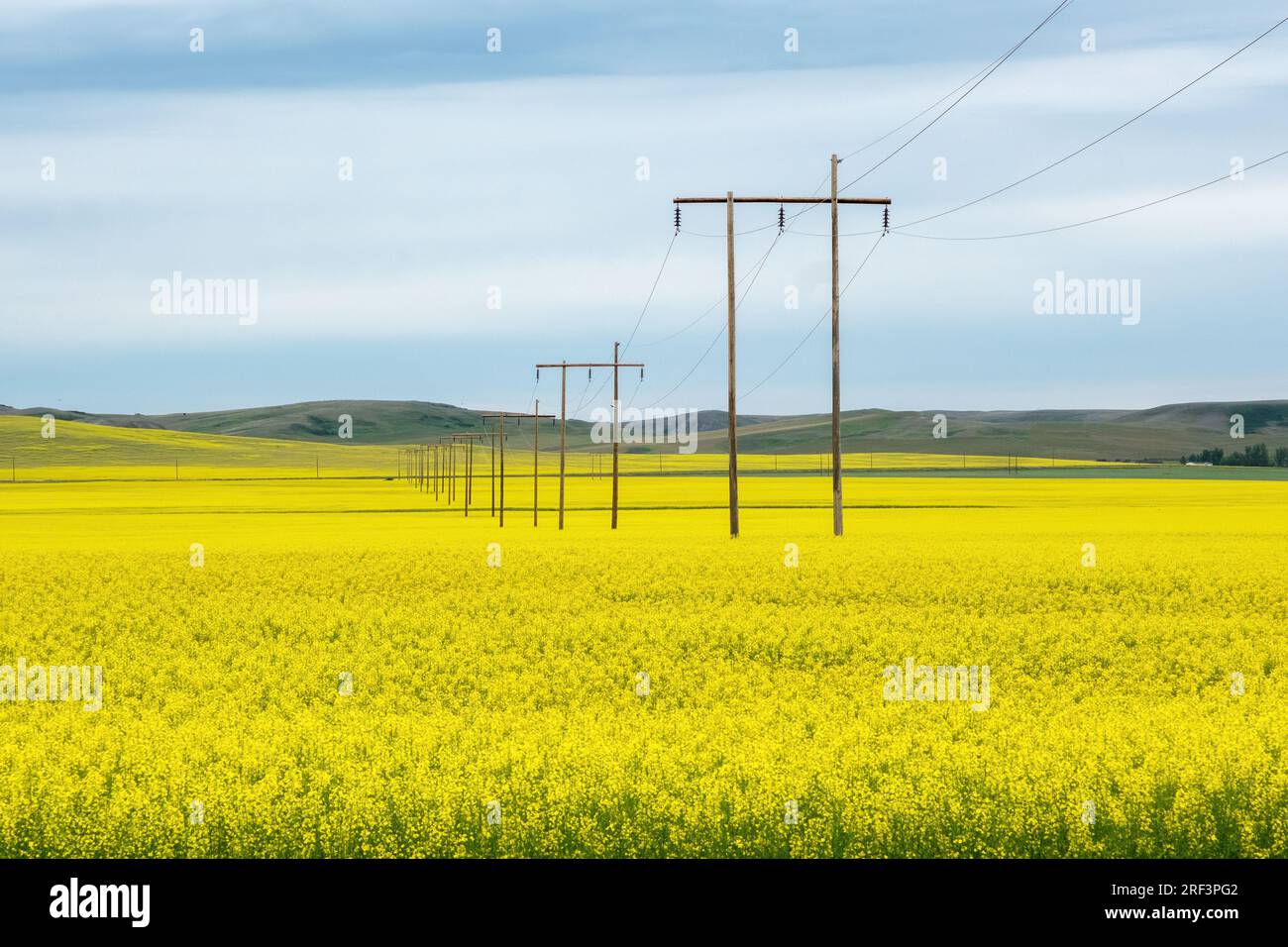 Hilfsmasten, die durch ein riesiges gelbes Feld von Raps in den Prärien von Saskatchewan gezogen wurden. Stockfoto