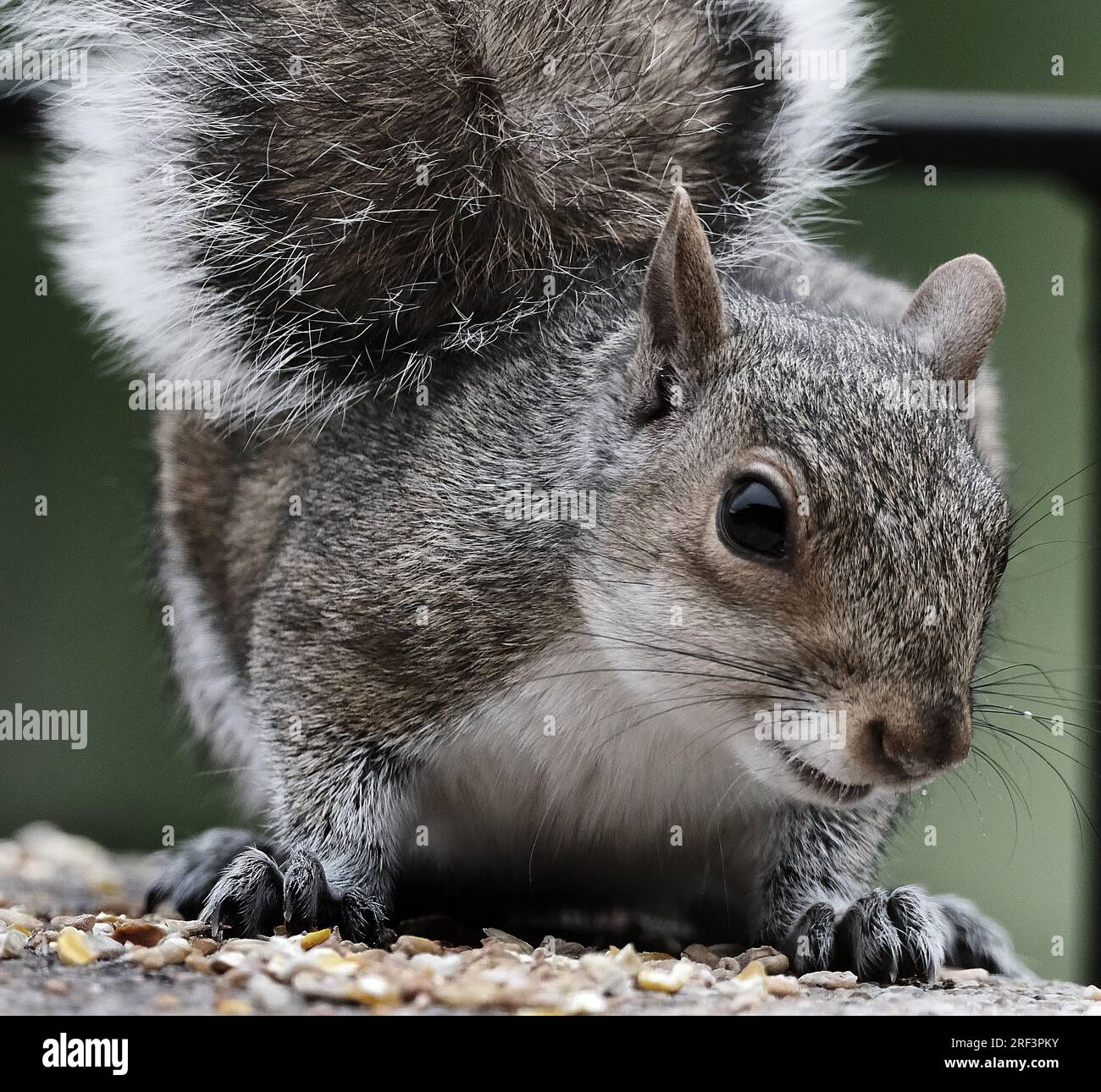 Das östliche graue Eichhörnchen, auch bekannt, vor allem außerhalb Nordamerikas, ist einfach das graue Eichhörnchen, ein Baumhörnchen der Gattung Sciurus Stockfoto