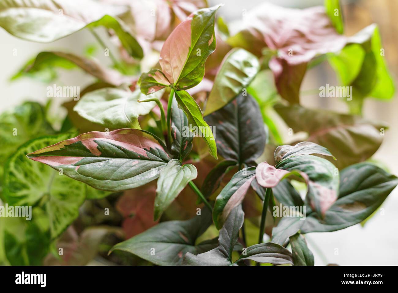 Syngonium Podophyllum Mix mit Rotherz, Pink Splash und Weißer Schmetterling. Wunderschöne Pflanzen mit rosafarbenen Blättern Variegation Stockfoto