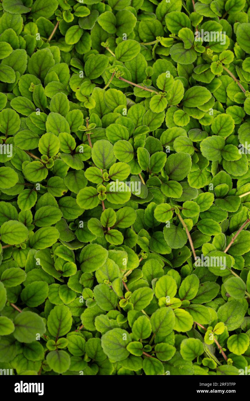 Spitzenblume: Episcia dianthiflora. Laub. Stockfoto