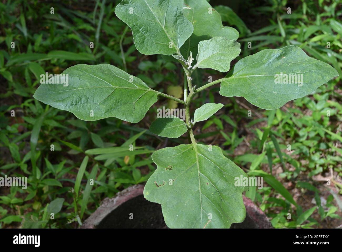 Eine Auberginenpflanze (Solanum Melongena) wächst in einem Topf im Garten Stockfoto