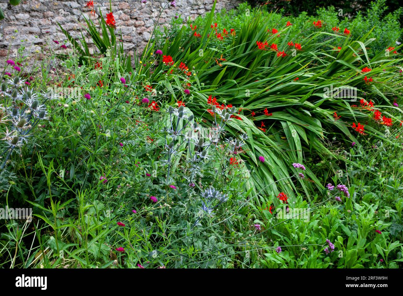 Blume(n) in den Bishop's Palace Gardens in Wells Somerset Stockfoto