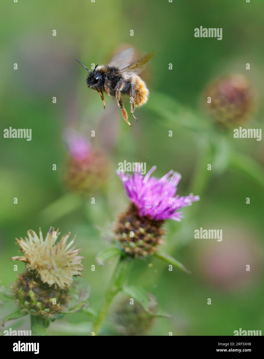 Carder Bee Bombus pascuorum Rising from a Black Knapweed Flower - Somerset UK Stockfoto