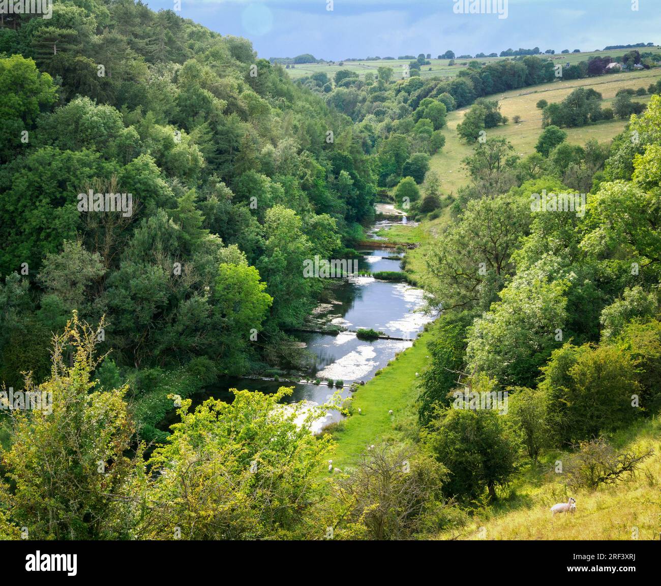 Blick auf die Weirs und Forellenbecken des Lower River Lathkill über Haddon im Derbyshire Peak District UK Stockfoto