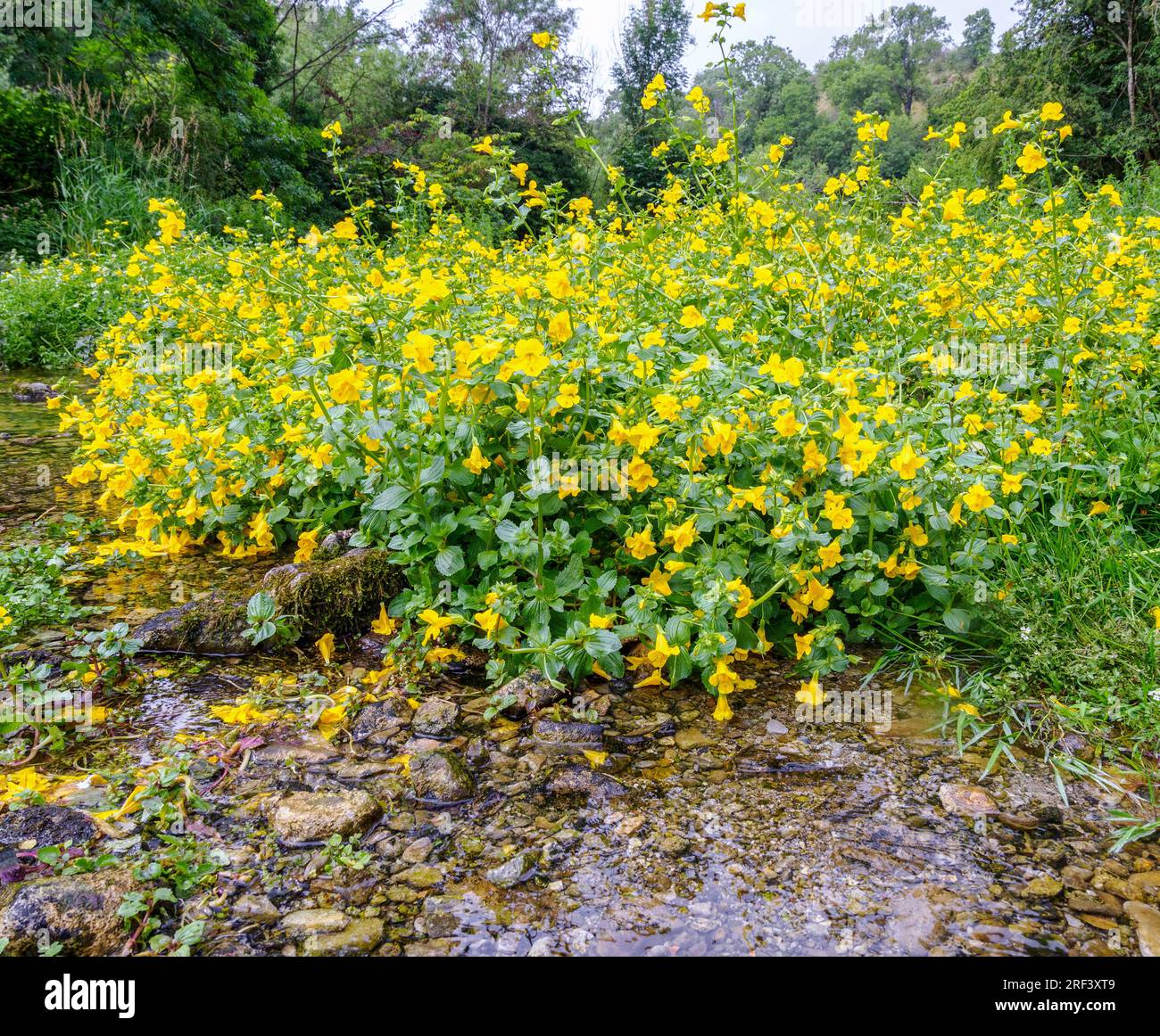 Affenblume Mimulus guttatus wächst in flachem Wasser entlang des Flusses Lathkill im Derbyshire Peak District UK Stockfoto