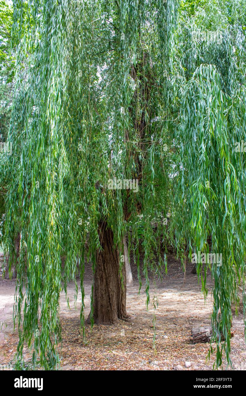 Salix babylonica, weinender Weidenbaum Stockfoto