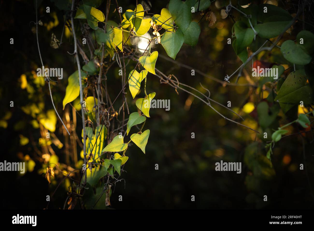 Frühmorgendliches Licht auf einer Pflanze mit herzförmigen Blättern Stockfoto