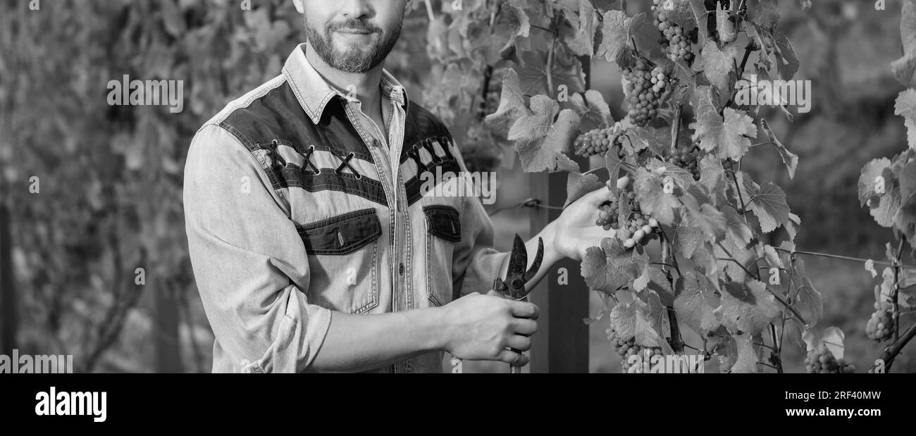 Vinedresser Schneiden Trauben Büschel. Männlicher Weinbergbesitzer. Professioneller Winzer auf Traubenfarm Stockfoto