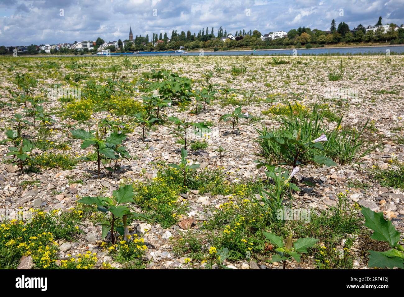 Dornapfel (Datura stramonium) und gelbe Feldkresse (Rorippa syvestris) wachsen an den Ufern des Rheins im Bezirk Rodenkirchen-Wei Stockfoto