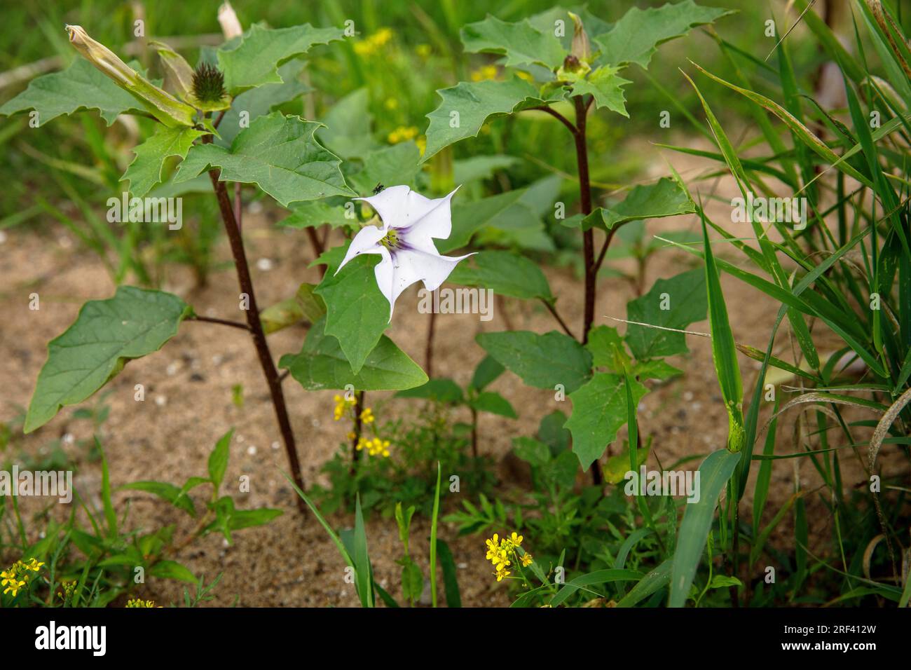 Dornapfel (Datura stramonium) wächst am Rheinufer im Bezirk Rodenkirchen-Weiss, Köln. Gemeiner Stechapfel (Datur Stockfoto