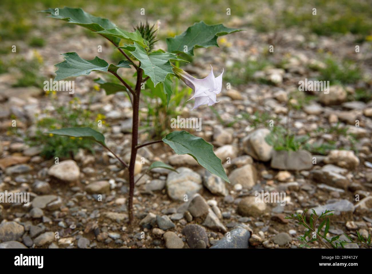 Dornapfel (Datura stramonium) wächst am Rheinufer im Bezirk Rodenkirchen-Weiss, Köln. Gemeiner Stechapfel (Datur Stockfoto