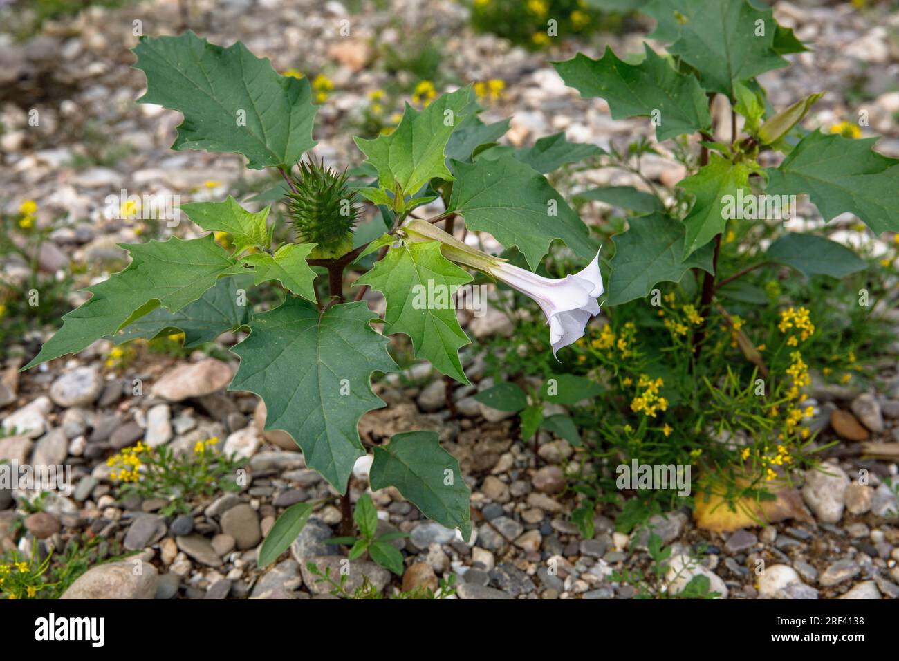 Dornapfel (Datura stramonium) wächst am Rheinufer im Bezirk Rodenkirchen-Weiss, Köln. Gemeiner Stechapfel (Datur Stockfoto