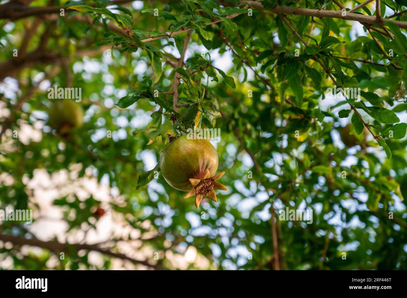 Granatapfelfrüchte auf einem Granatapfelbaum in einem Garten. Granatapfelproduktion oder Agrarkonzept Stockfoto