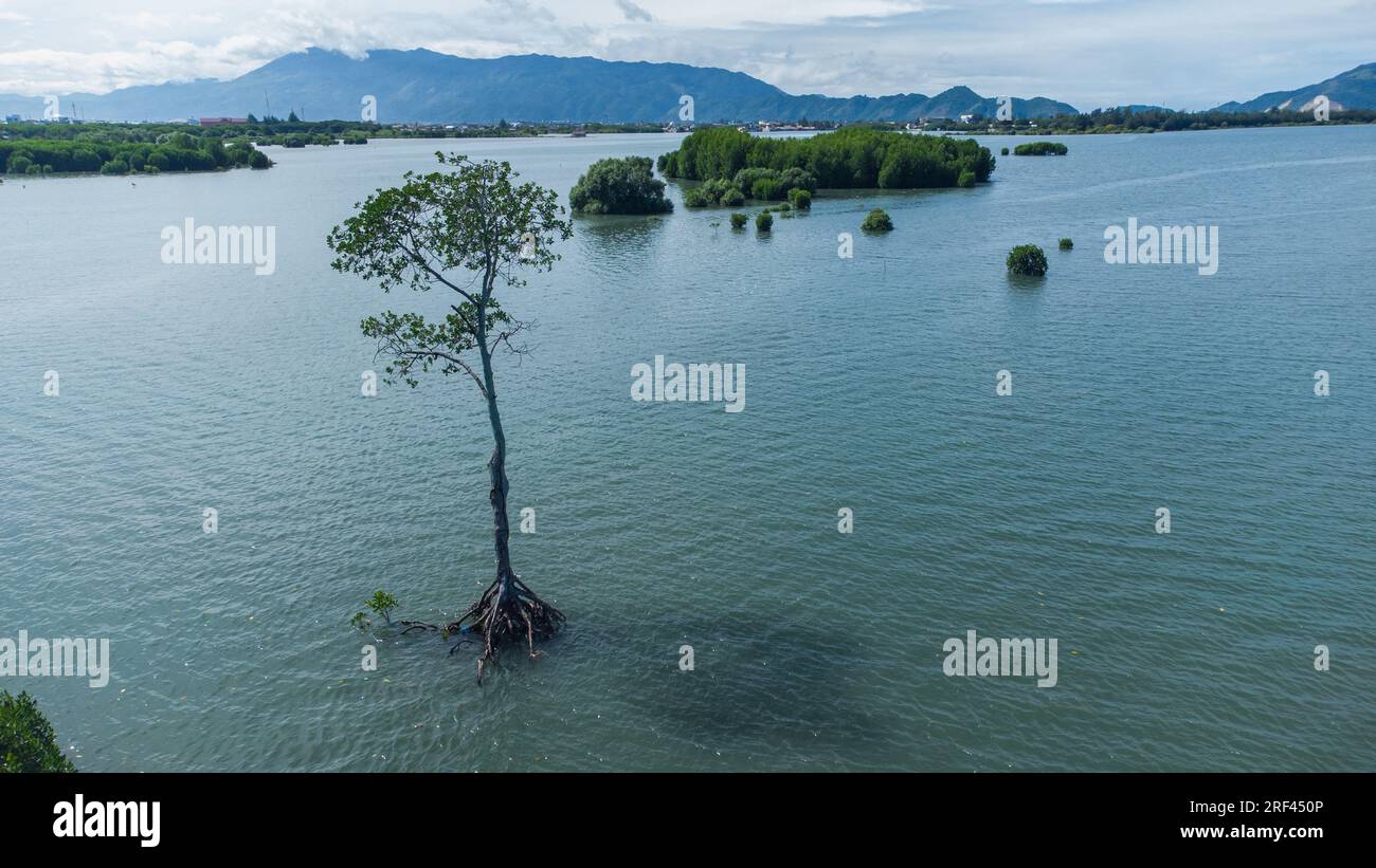 Der Mangrovenwald in der Provinz Aceh, Indonesien, aus der Vogelperspektive Stockfoto