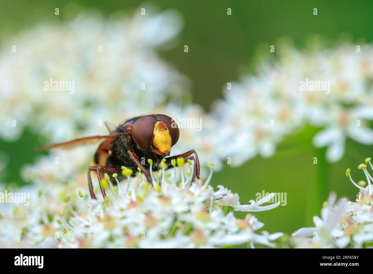Nahaufnahme einer Volucella Zonaria, die Hornisse imitiert Hoverfly, füttert Nektar auf weißen Blumen Stockfoto