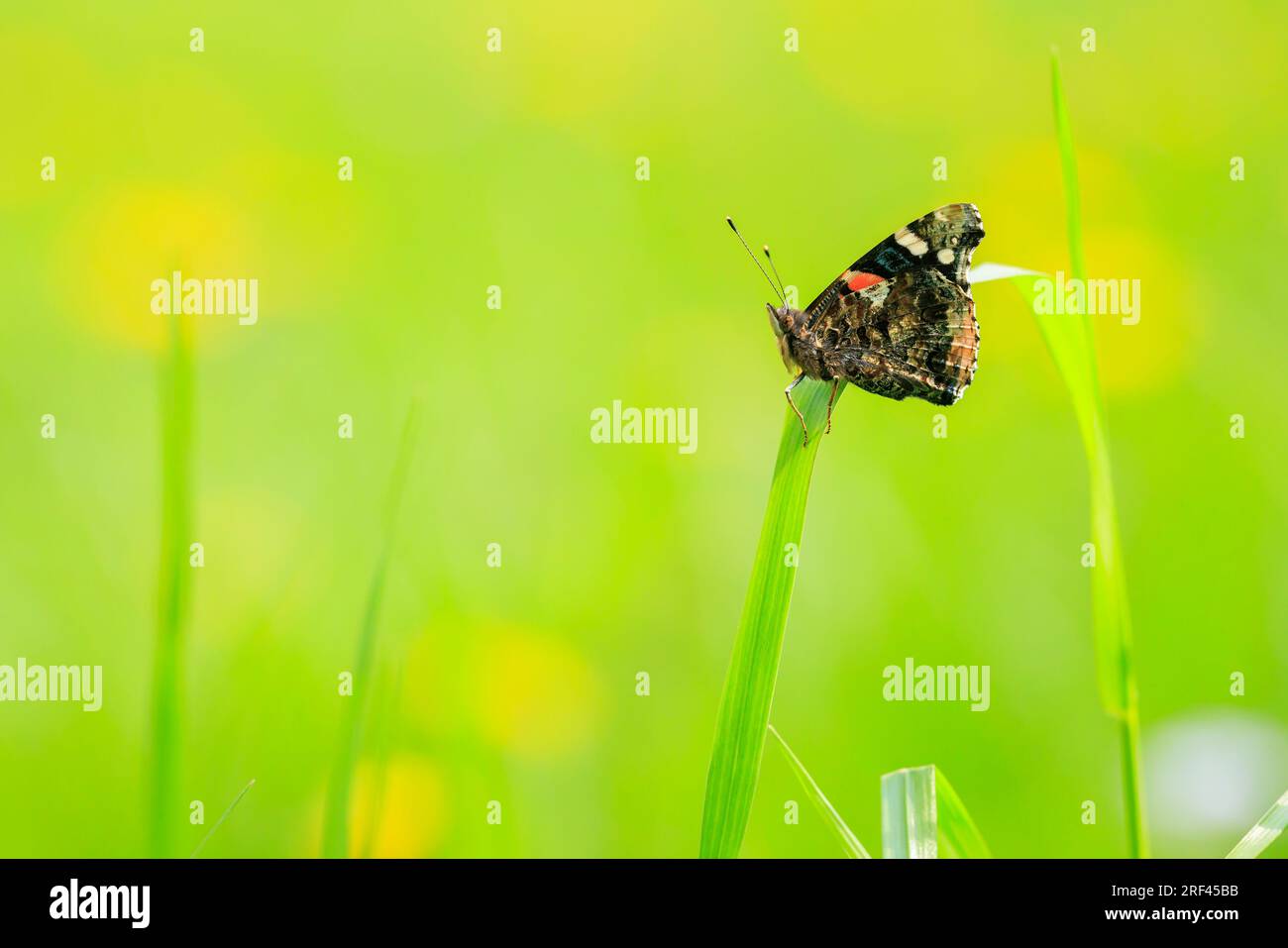 Nahaufnahme eines roten Admiral-Schmetterlings, Vanessa atalanta, ruht auf einem Stiel im Grasland. Stockfoto