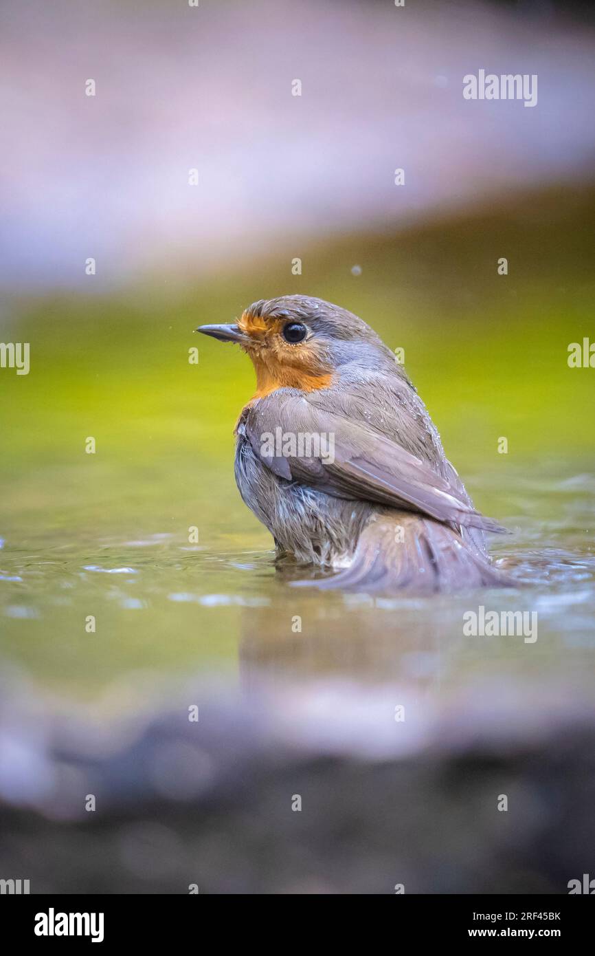 European Robin Erithacus rubecula Bird cleaning in Water Stockfoto
