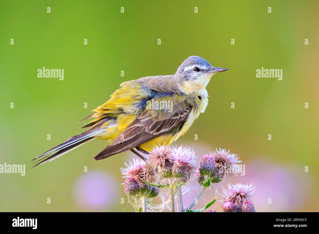 Nahaufnahme eines gelben Wagtail-Vogels Motacilla Flava, der an einem sonnigen Tag in der Sommersaison in Vegetation singt. Stockfoto