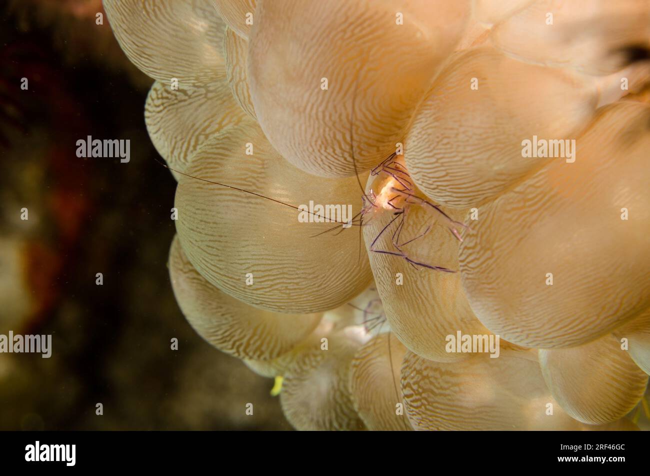 Bubble Coral Shrimp, Vir philippinensis, Bubble Coral, Plerogyra sinuosa, Anilao, Philippinen, Asien Stockfoto
