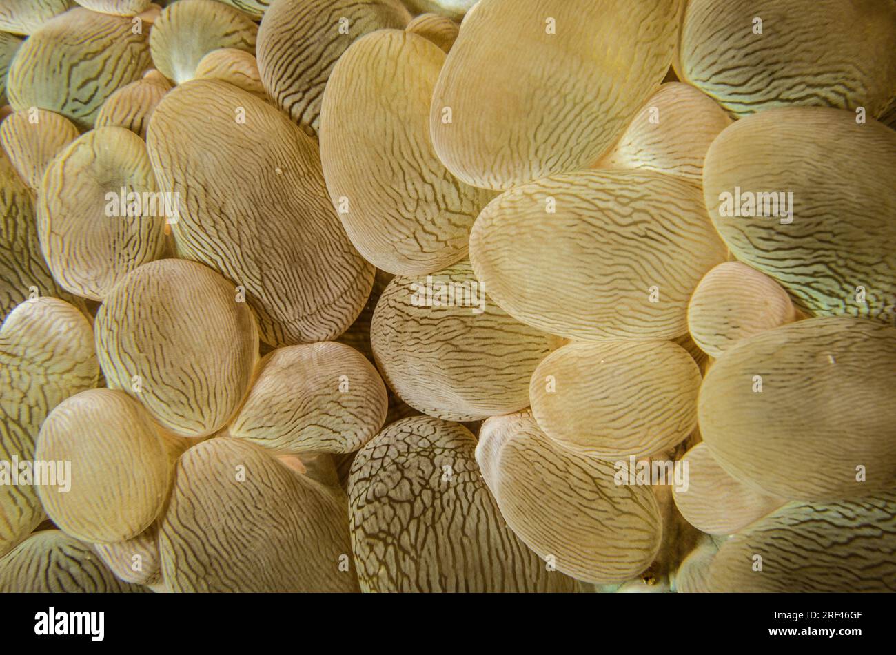 Bubble Coral, Plerogyra sinuosa, Anilao, Philippinen, Asien Stockfoto