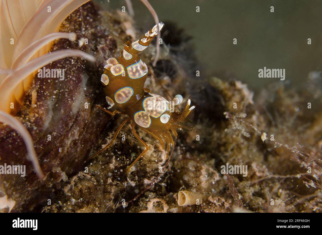 Squat Shrimp, Thor amboinensis, Hippolytidae, Anilao, Philippinen, Asien Stockfoto