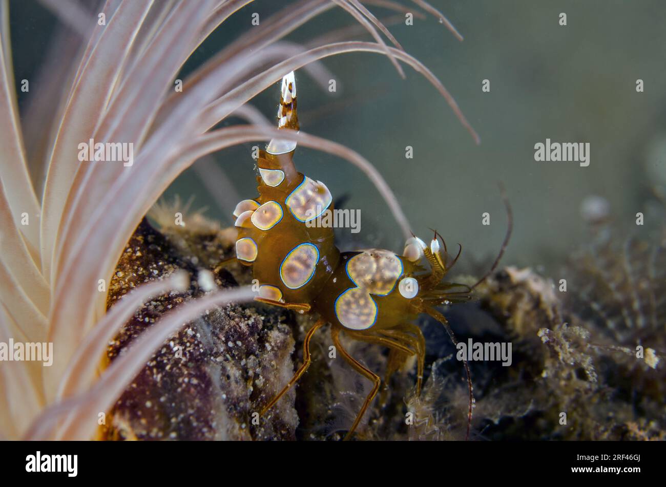 Squat Shrimp, Thor amboinensis, Hippolytidae, Anilao, Philippinen, Asien Stockfoto