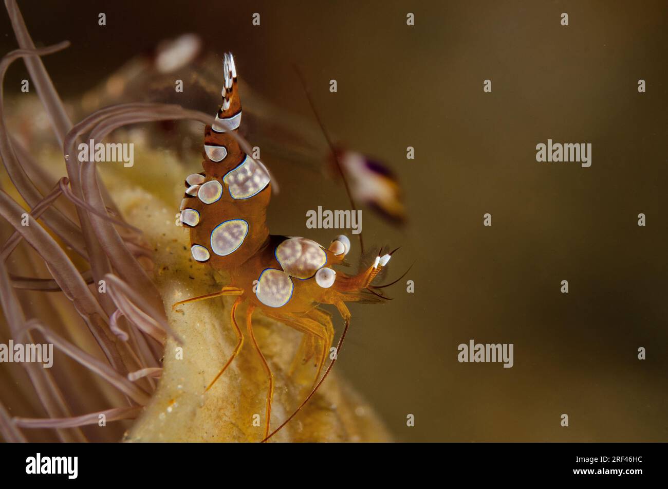 Squat Shrimp, Thor amboinensis, Hippolytidae, Anilao, Philippinen, Asien Stockfoto