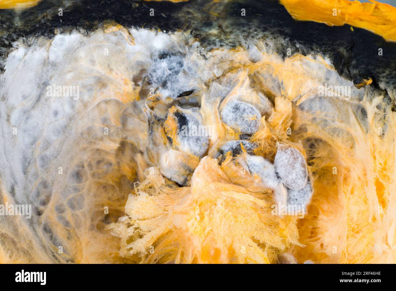 Reifes Gemüse, das durch lange oder unsachgemäße Lagerung verdorben wurde, Kürbis in gefährlichen Schimmel, reifer Orangenkürbis mit Schimmel und Schimmel bedeckt Stockfoto