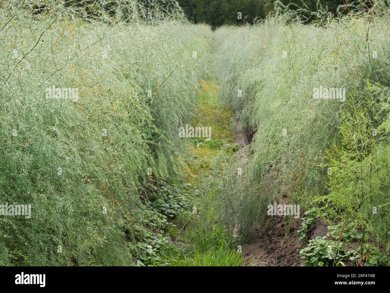Feld mit Spargelreihen, Pflanzen im Farnstadium, nass vom Regen Stockfoto
