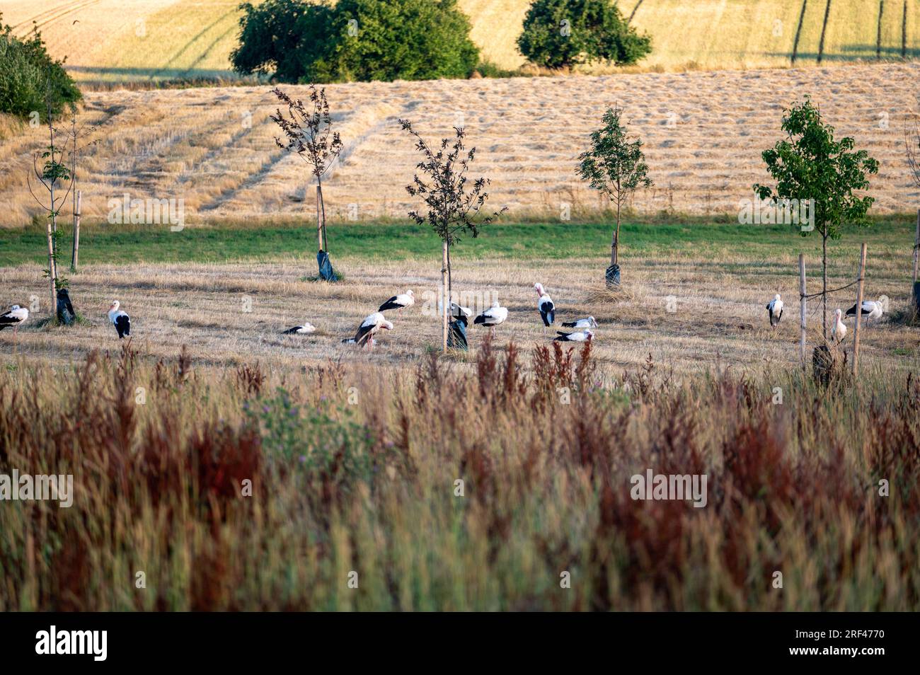 Viele weiße Störche (Ciconia ciconia) versammeln sich abends auf einer grünen Wiese und putzen sich selbst. Stockfoto