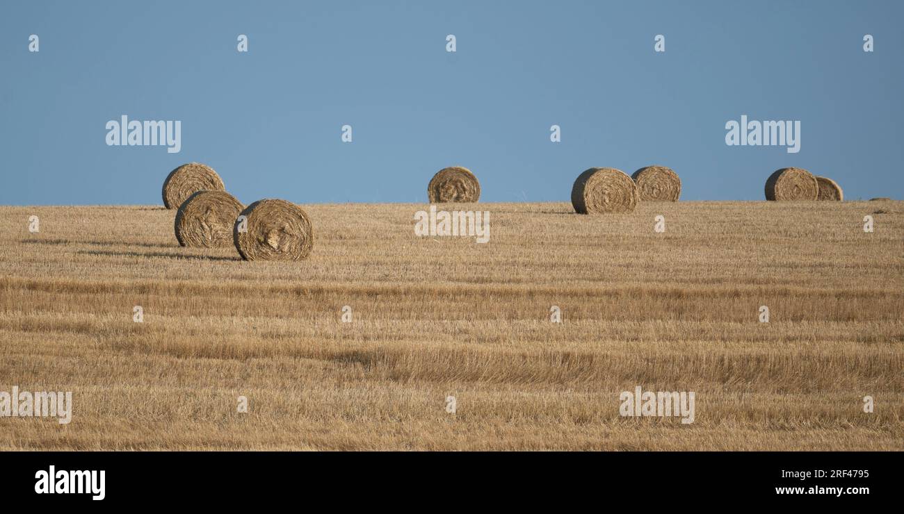 Strohballen auf dem geernteten Feld mit blauem Himmel Stockfoto