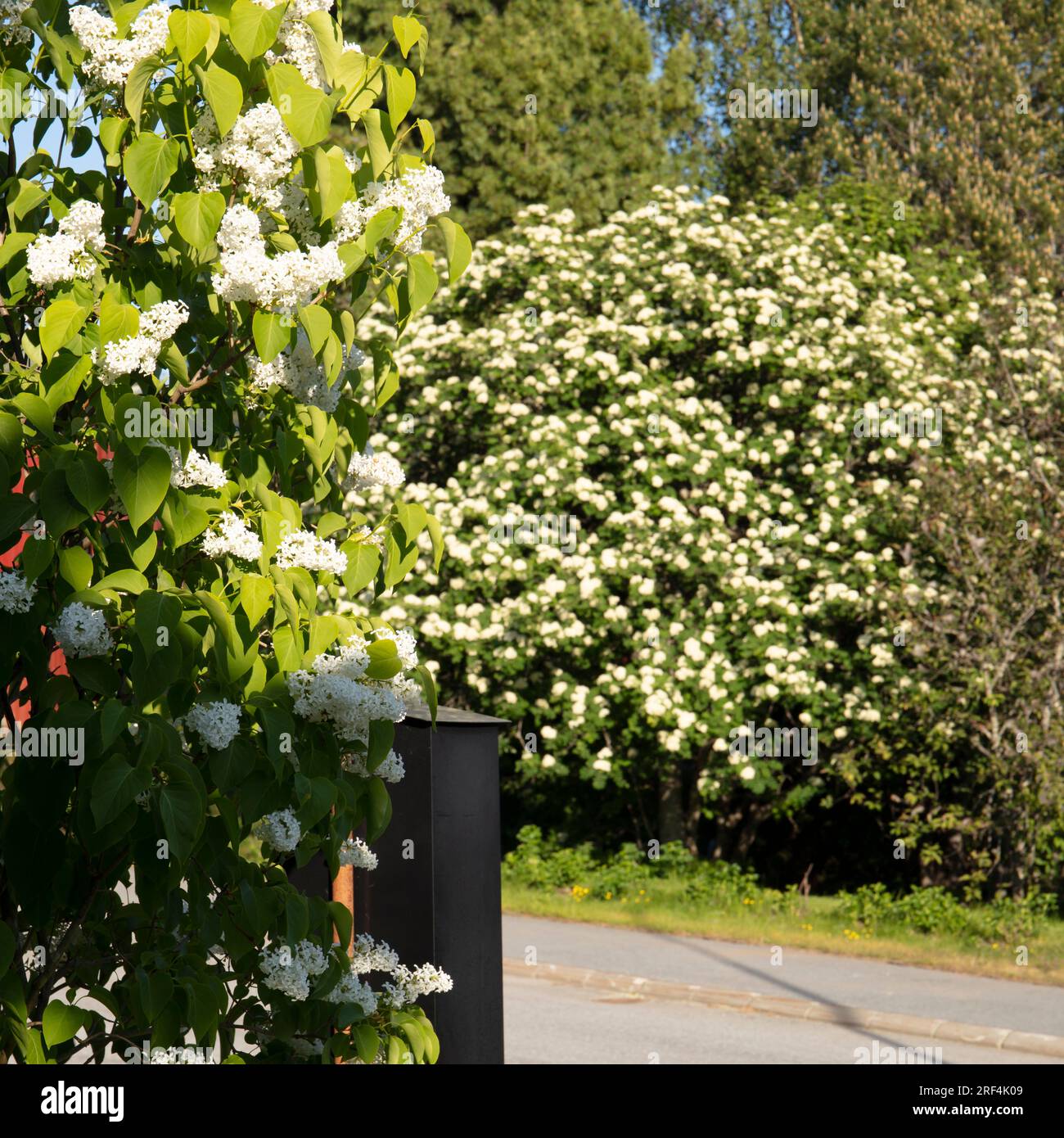 Nahaufnahme einer weißen Fliederblume auf dieser Seite eines Briefkastens neben einem Garten. Schweden. Stockfoto