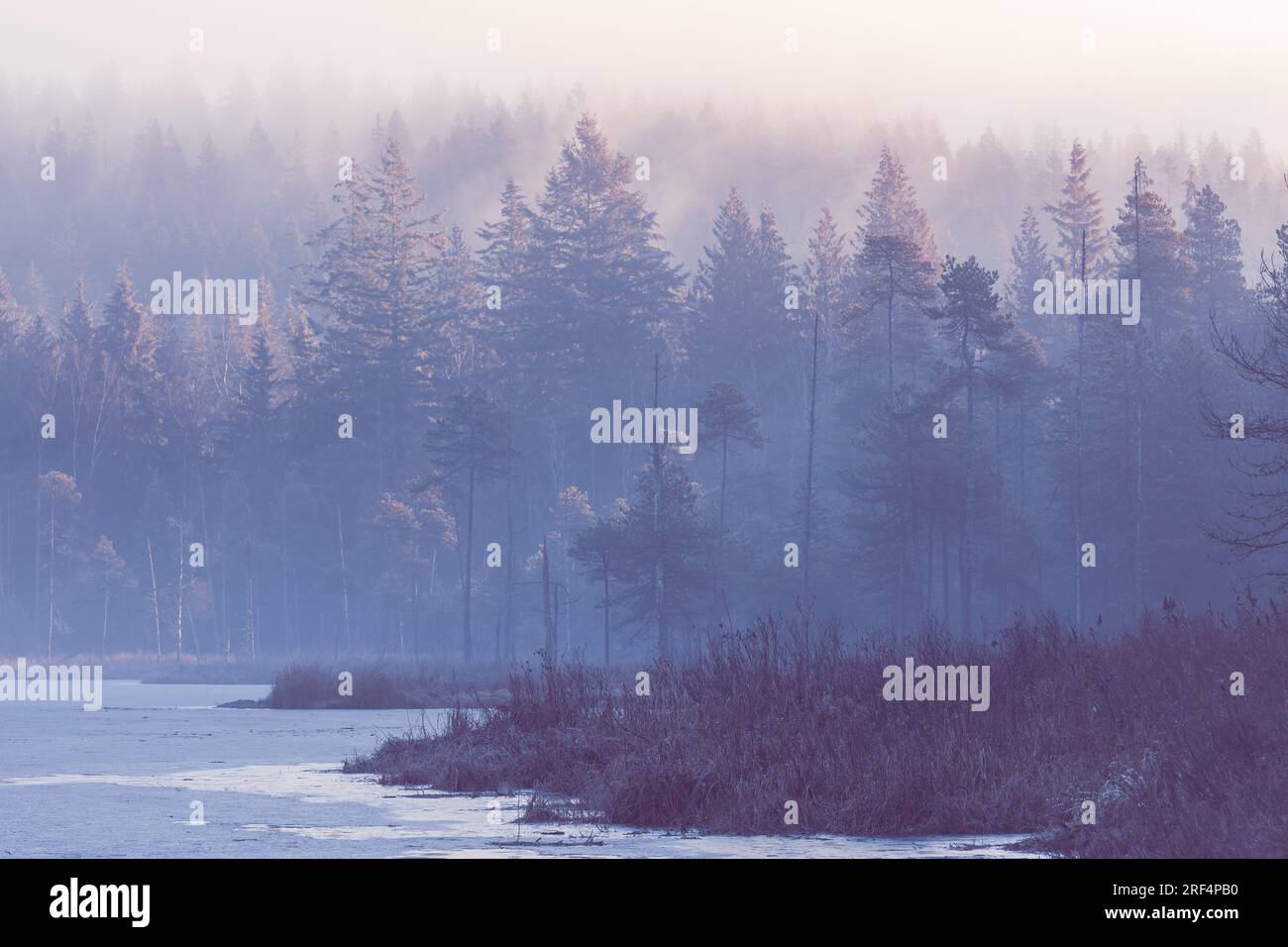 Kalter Morgen im Wald mit See. Der Kiefernwald im Tal in der nebeligen morgendlichen frischen Atmosphäre des Waldes. Wald im Herbst, Morgennebel Stockfoto