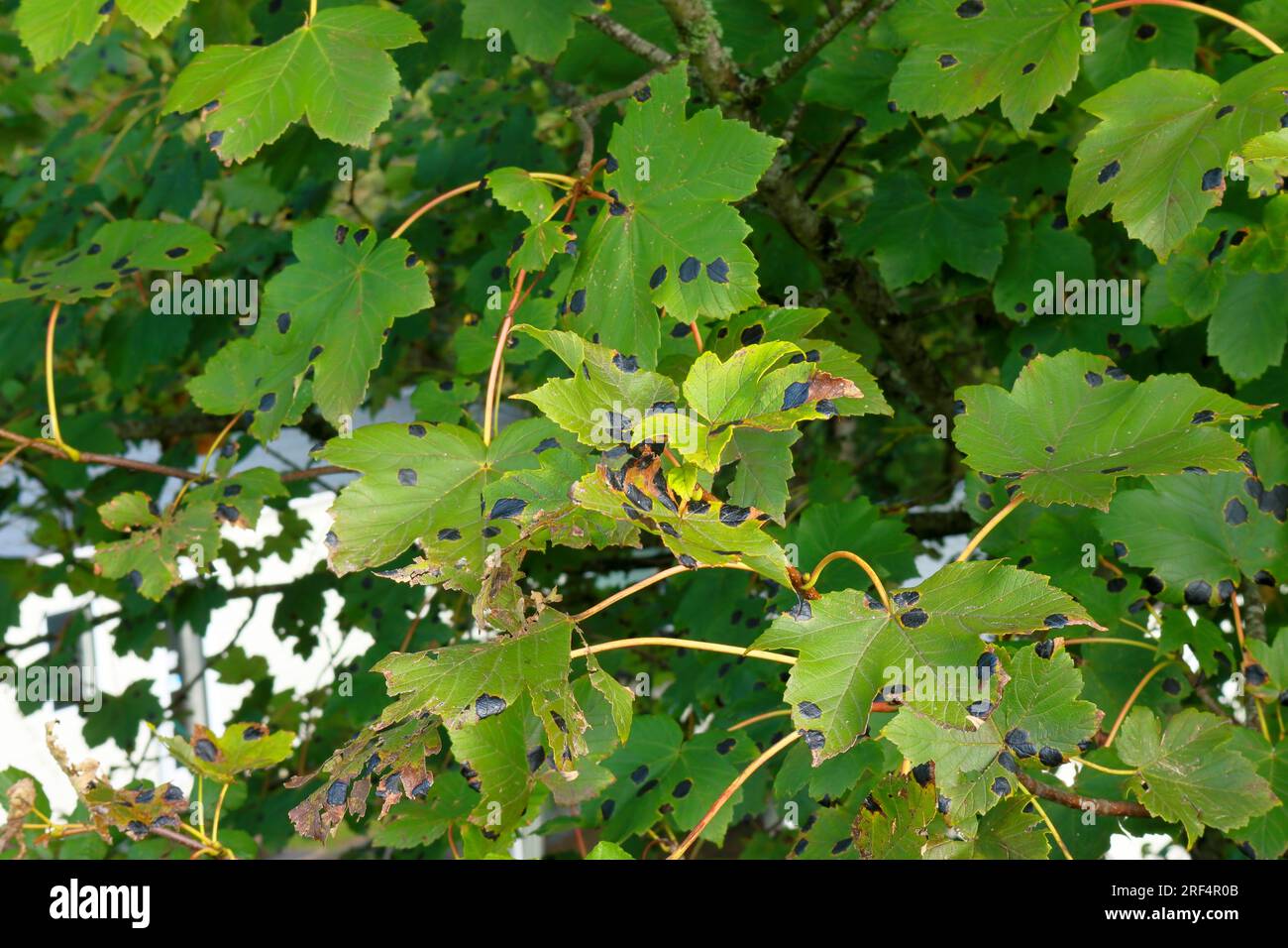 Nahaufnahme von pilzbefallenen grünen Blättern. Herbst, schwarzer Pilz. Stockfoto