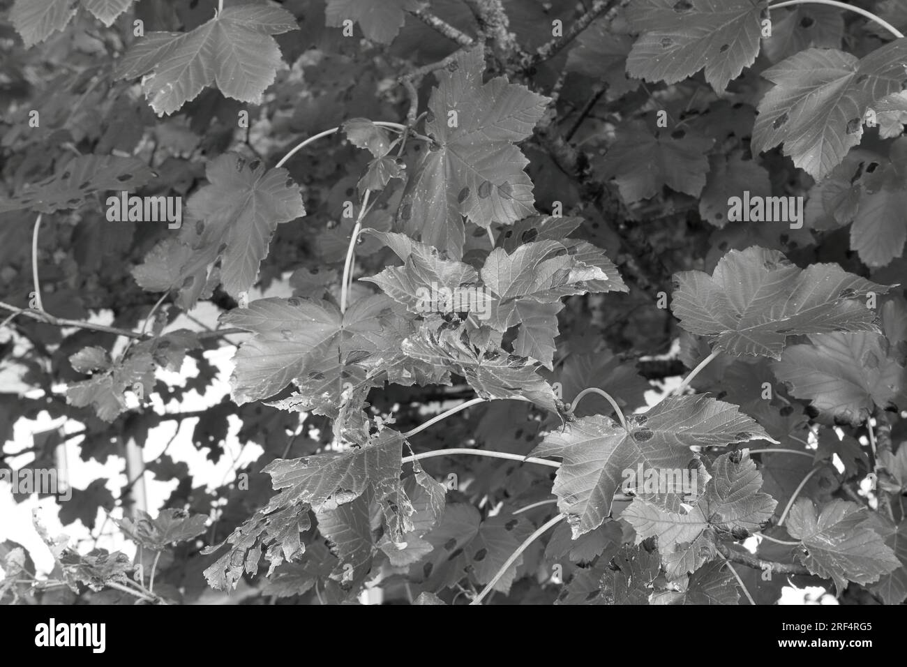 Nahaufnahme von pilzbefallenen Blättern. Herbst, schwarzer Pilz. Ein Schwarzweißbild für Hintergrund oder Hintergrund. Stockfoto