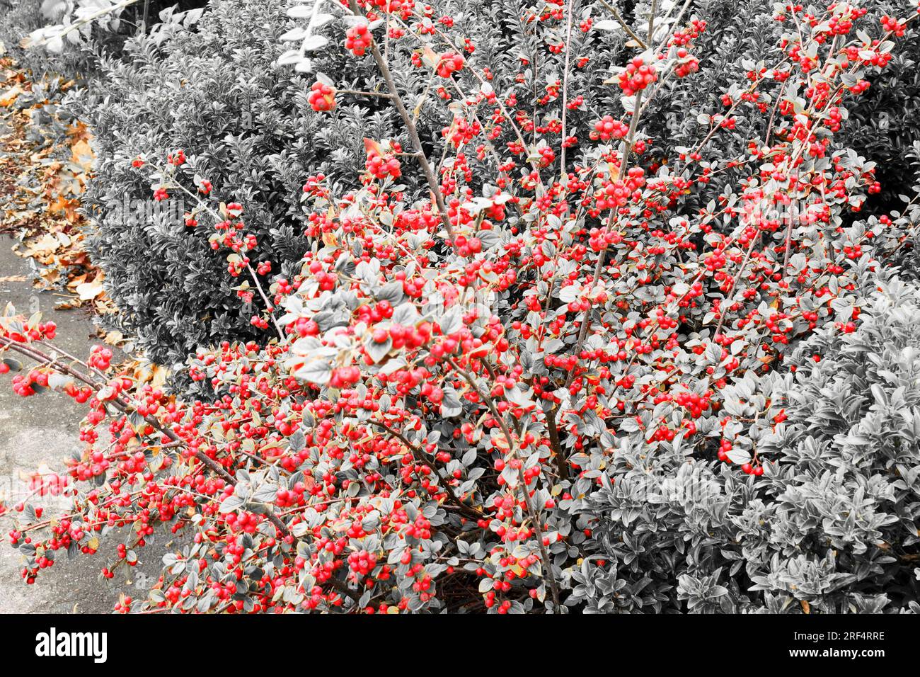 Herbstrot und Braun, Kokoneaster-Beeren vor schwarzem, weißem und grauem Hintergrund. Stockfoto