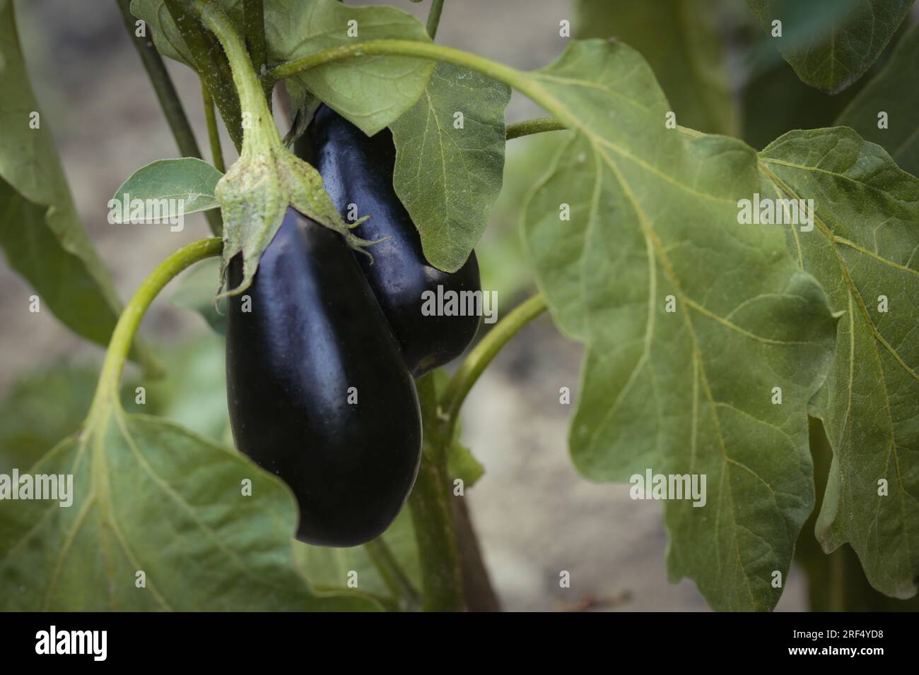 Reife, selbst angebaute violette Auberginen im Garten Stockfoto