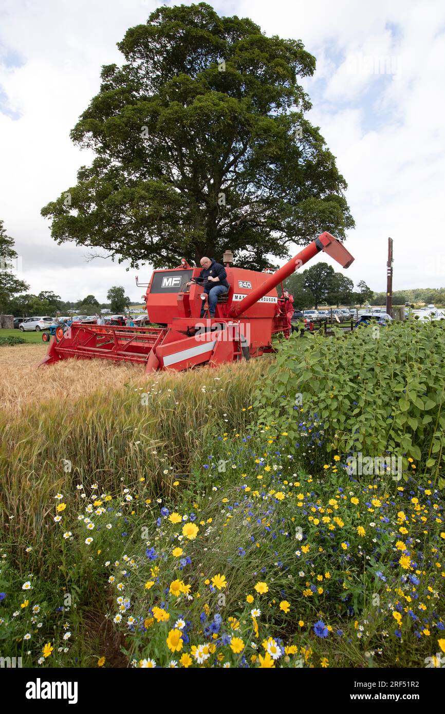 Demonstration Des Massey Ferguson-Vintage-Mähdreschers Grenzt An Die Landwirtschaftsmesse Der Union In Kelso Stockfoto