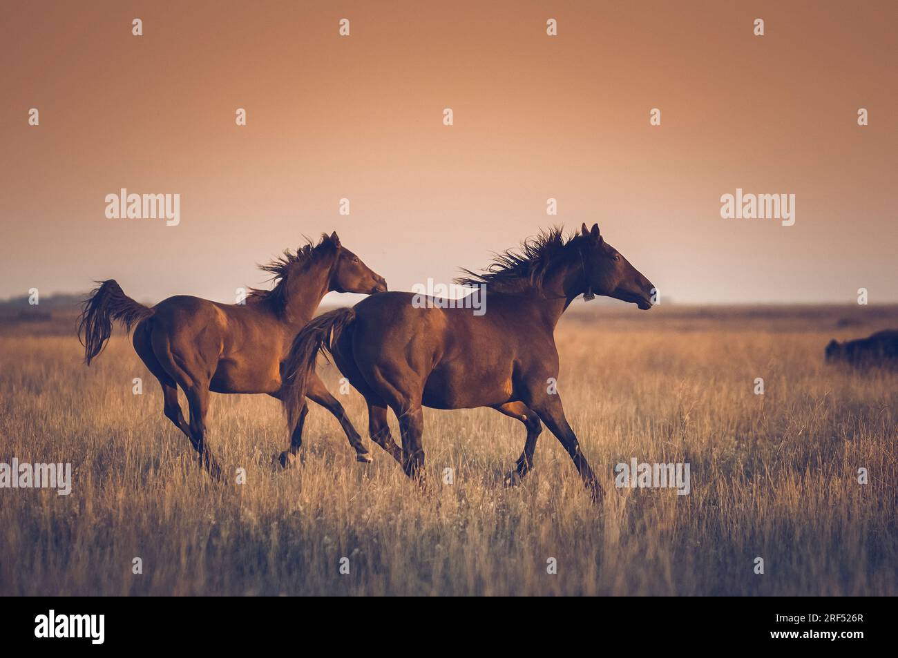 Pferde auf dem Land Argentiniens Stockfoto