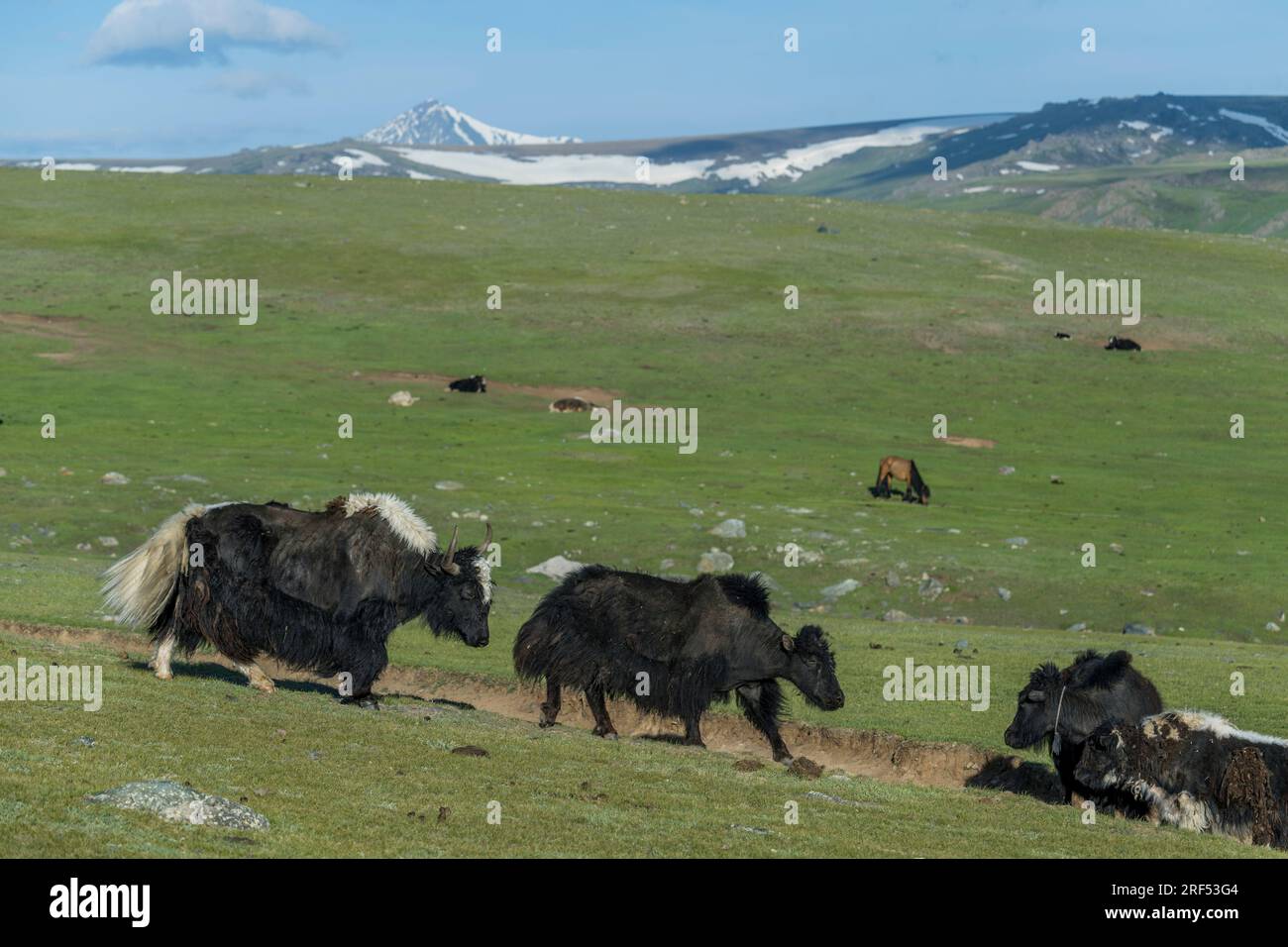 Yaks grasen in einem abgelegenen Tal im Altai-Gebirge (Altay-Gebirge) in der Nähe von Altai Sum etwa 200 Kilometer von Ulgii (Ölgii) im Bayan-Ulgii Pro Stockfoto