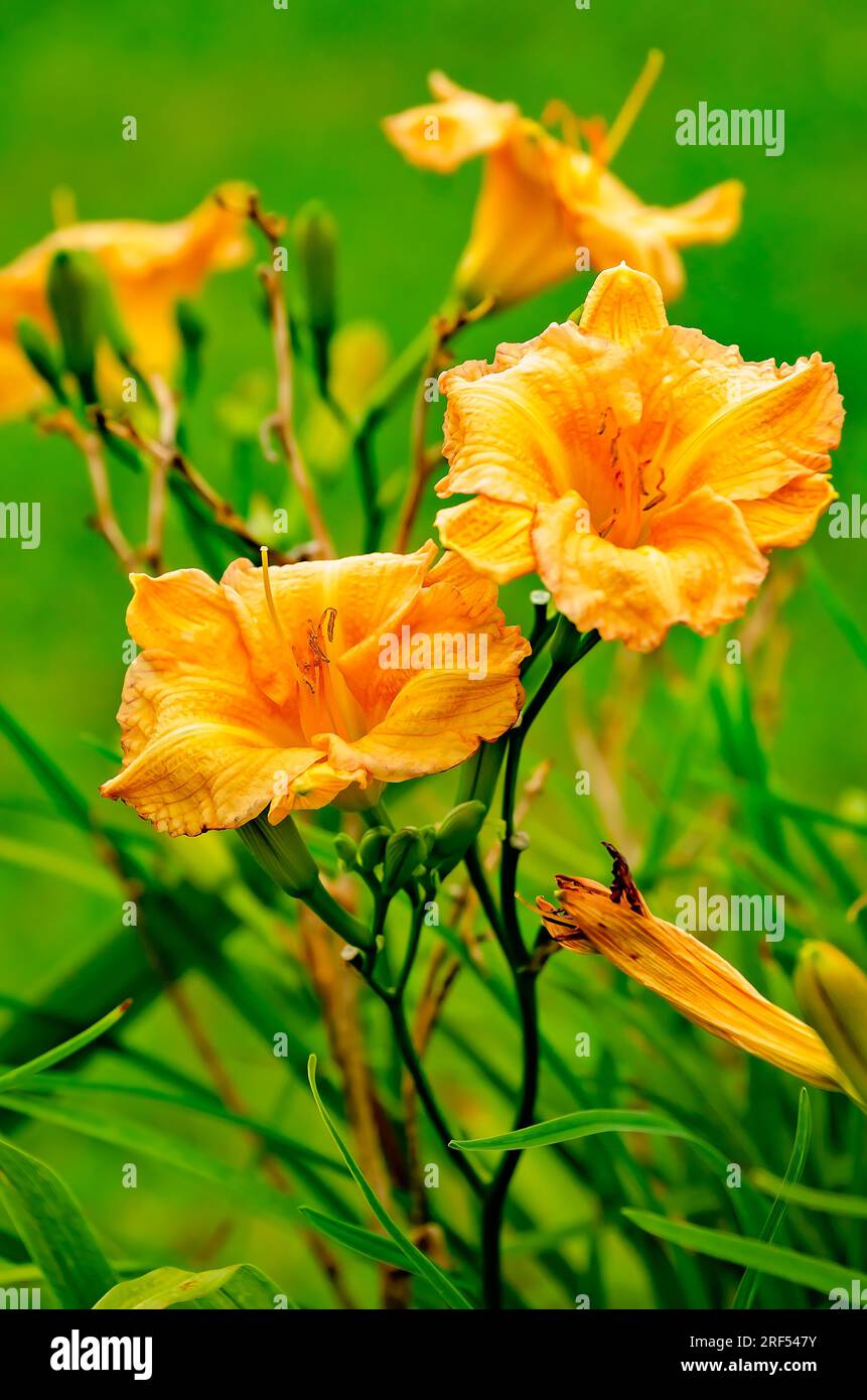 Eine orangefarbene Tageslilie (Hemerocallis fulva) ist am 11. Mai 2023 in Gautier, Mississippi, abgebildet. Stockfoto