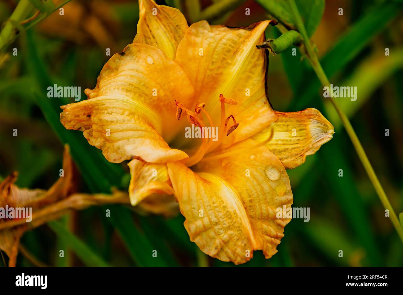 Eine orangefarbene Tageslilie (Hemerocallis fulva) ist am 11. Mai 2023 in Gautier, Mississippi, abgebildet. Stockfoto