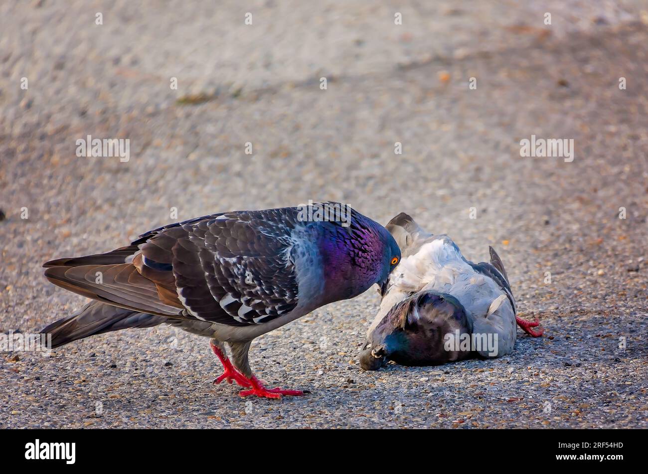 Eine Felsentaube (Columba livia) versucht, ihren toten Gefährten am 11. Mai 2023 in Pascagoula, Mississippi, wiederzubeleben. Stockfoto
