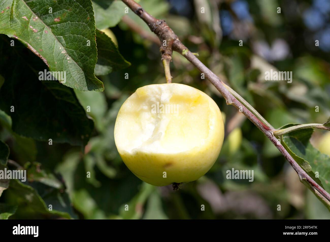 Gebissener Apfel, der an den Ästen eines Apfelbaums hängt, dicht im Obstgarten, wo die Früchte reif und bereit für die Ernte sind. Stockfoto