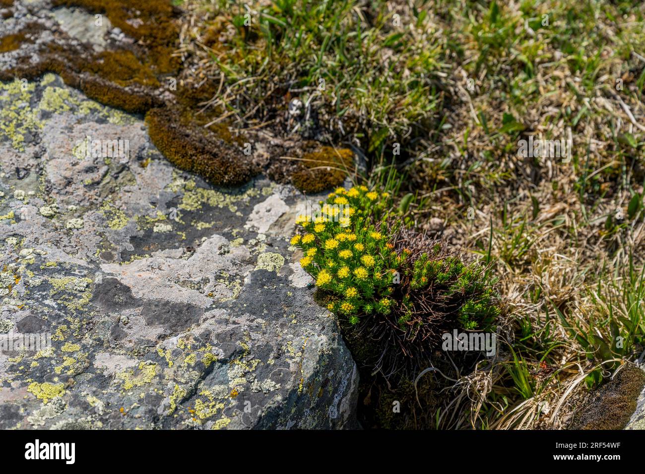 Rhodiola-Pflanzen wachsen hoch oben in einem abgelegenen Tal im Altai-Gebirge (Altay-Gebirge) in der Nähe von Altai Sum etwa 200 Kilometer von Ulgii (Ölgii) in Stockfoto