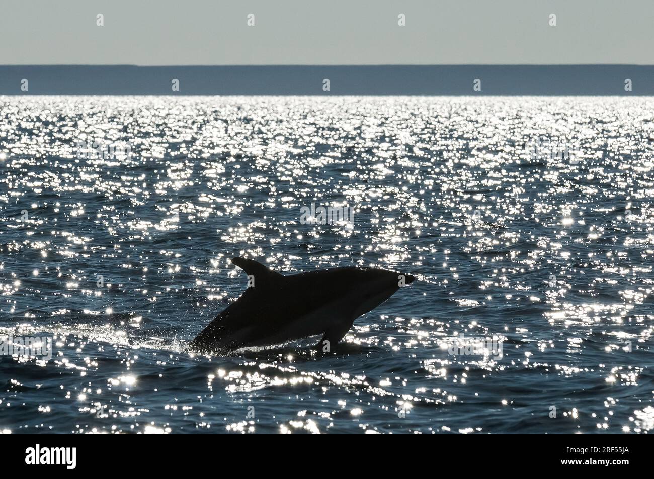 Delfinspringen, Halbinsel Valdes, Patagonien, Argentinien. Stockfoto