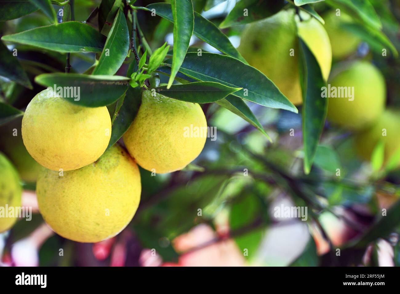 Zitronen auf einem Baum Stockfoto